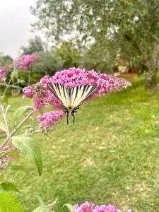 Giardino di Farmhouse with pool in the Chianti