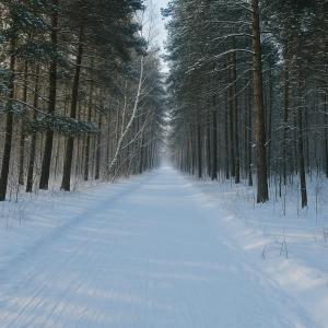 a snow covered road in a forest with trees at Уютная квартира с видом на лес рядом с Боровым и Rixos in Shchūchīnsk +2 photos