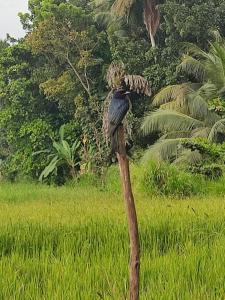 Fotografie z fotogalerie ubytování Blue Lotus Villa & Spice Garden v destinaci Ginimellagaha West + 14 fotografií