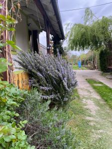 Zahrada ubytování Apartment Hiža 38