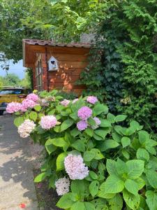 Zahrada ubytování Apartment Hiža 38