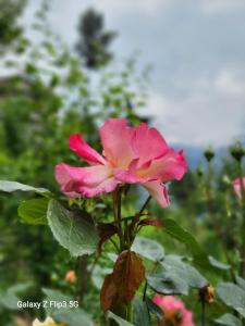 Zahrada ubytování Sakinn Stays- Scenic Mountain and Valley View Guest's Favourite and Awarded Cottage