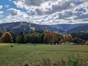 a field with cows grazing in a field with trees at U Javoru in Albrechtice v Jizerských horách