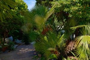 a bunch of palm trees in a garden at La Garoupe-Gardiole in Antibes