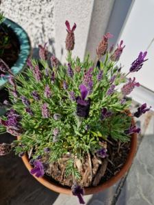 a potted plant with purple flowers in a pot at Castletroy Retreat in Limerick