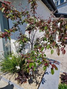 a small tree in front of a building at Castletroy Retreat in Limerick