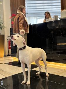 a white dog standing in front of a piano at The Sydney Hotel in Bologna