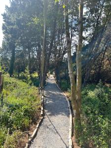 un sentiero attraverso una foresta con alberi su entrambi i lati di Luxury tree top glamping safari tent a Killarney Altre 10 foto