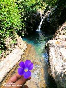 a person holding a purple flower in front of a waterfall at Elpitihena nature cottage Awissawella in Kamburapola
