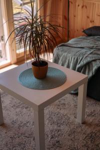a table with a potted plant on top of it at Aimasas Kempings in Lielie Unguri +16 photos