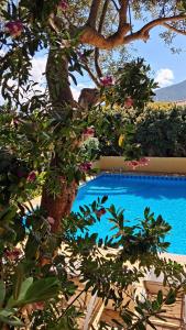 a tree next to a blue swimming pool at Hotel La Playa in Cala Gonone