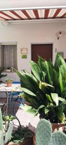 ein Raum mit vielen Pflanzen und einem Tisch in der Unterkunft Al Larghetto in Lamezia Terme