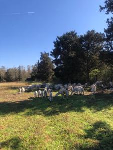 a herd of sheep grazing in a field at Houria in Oulad Akkou +9 photos