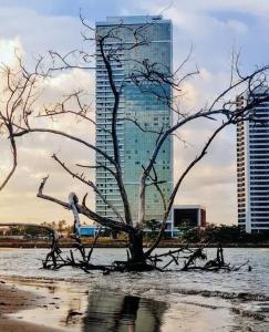 a tree in the water in front of a building at Luxury Paiva Flat in Recife