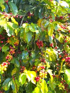 Imagen de la galería de Cabañas los Lirios de Apaneca, en Apaneca