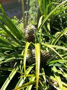 Imagen de la galería de Cabañas los Lirios de Apaneca, en Apaneca