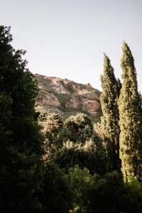 un gruppo di alberi con una montagna sullo sfondo di Platteland Cottage a Clarens