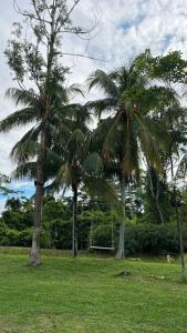 two palm trees in a field with grass at Casa in Ahuashiyacu +15 photos