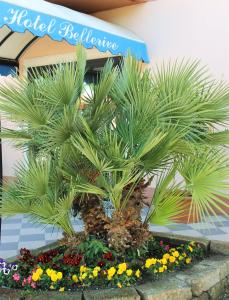 uma palmeira num canteiro de flores em frente a uma loja em Bellerive Ristorante Albergo em Manerba del Garda