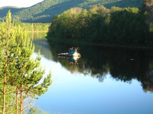 a boat on a river with trees on the shore at Klarälvens Camping in Stöllet