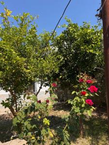 a group of trees and flowers in a yard at Haxhialiu Villa in Berat