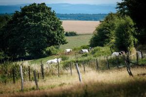 a herd of white horses grazing in a field at Gîte du Chapy in Beauraing