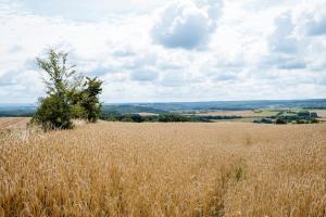 a field of tall grass with a tree in it at Gîte du Chapy in Beauraing