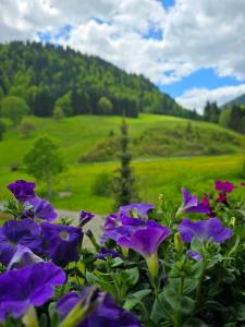 a bunch of purple flowers in front of a green field at Haus Luise in Bad Hindelang