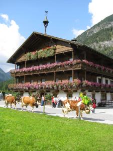 eine Gruppe von Kühen, die vor einem Gebäude spazieren in der Unterkunft Klausenhof in Pertisau