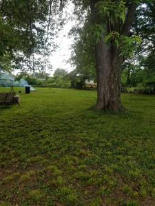een boom in een veld met een bank ernaast bij Roomy 1 Bdrm House-Hi-Speed Internet-Great for Cple-Sml Family-Easy to Get About in Whitehall