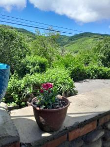 Imagen de la galería de Emilia, en Signagi