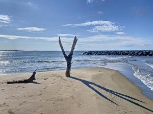 a dead tree in the sand on the beach at Maison "Havre de Paix" dans résidence avec piscine in Vias
