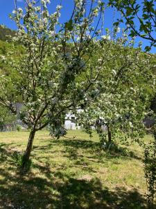 two trees with white flowers in a field at Ferienwohnung-Eichheck in Simmerath