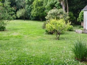 a field of green grass with white flowers in it at Maison indépendante agréable et ensoleillée in La Celle-sous-Gouzon