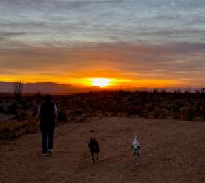 Zdjęcie z galerii obiektu Joshua Tree Tiny Home w mieście Yucca