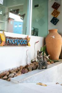 a cat sitting on a shelf next to a vase at Pousada Maresia Unique Beira Mar in Porto De Galinhas +137 photos