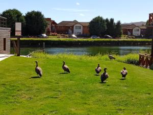 a group of geese walking in the grass near a pond at Atardecer en la Estepa in Dina Huapi +25 photos