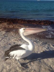 Φωτογραφία από το άλμπουμ του Baywatch - Emu Bay - Kangaroo Island σε Emu Bay +16 φωτογραφίες