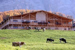 a herd of cows grazing in a field in front of a building at Lüch Da Pćëi in San Cassiano