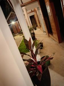 Foto sihtkohas Trincomalee asuva majutusasutuse Bliss Cabana galeriist