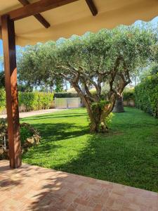 a tree in the middle of a green yard at Luna Marina Beach House in Marsala