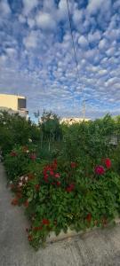 A garden outside Olmar's Guest House