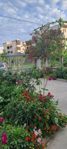 A garden outside Olmar's Guest House