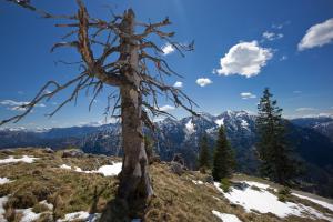 a dead tree on top of a mountain at Hotel-Restaurant Zum Hirschhaus in Ruhpolding