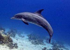 a dolphin swimming in the water near the ocean at Funnydivers Diving center in Hurghada +3 photos