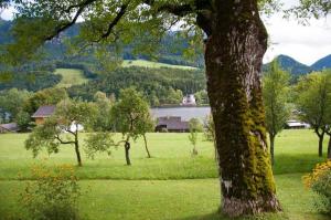 a tree in a field with a lake in the background at Hütterhof in Grundlsee