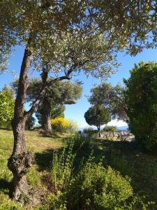 two trees in a field with grass and bushes at Villa Anna Maria in Agia Paraskevi