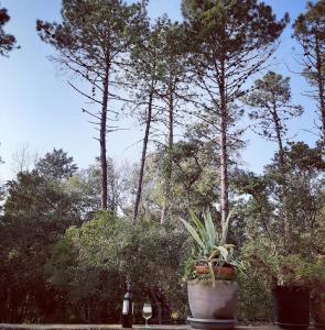 Au bonheur de provence外面的花园