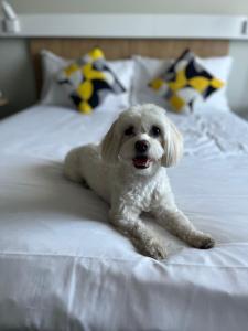 a small white dog laying on a bed at ibis Bucharest Politehnica in Bucharest