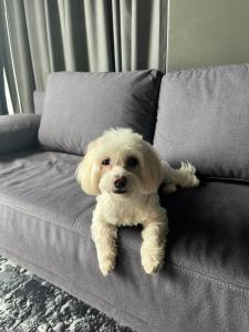 a small white dog sitting on a couch at ibis Bucharest Politehnica in Bucharest